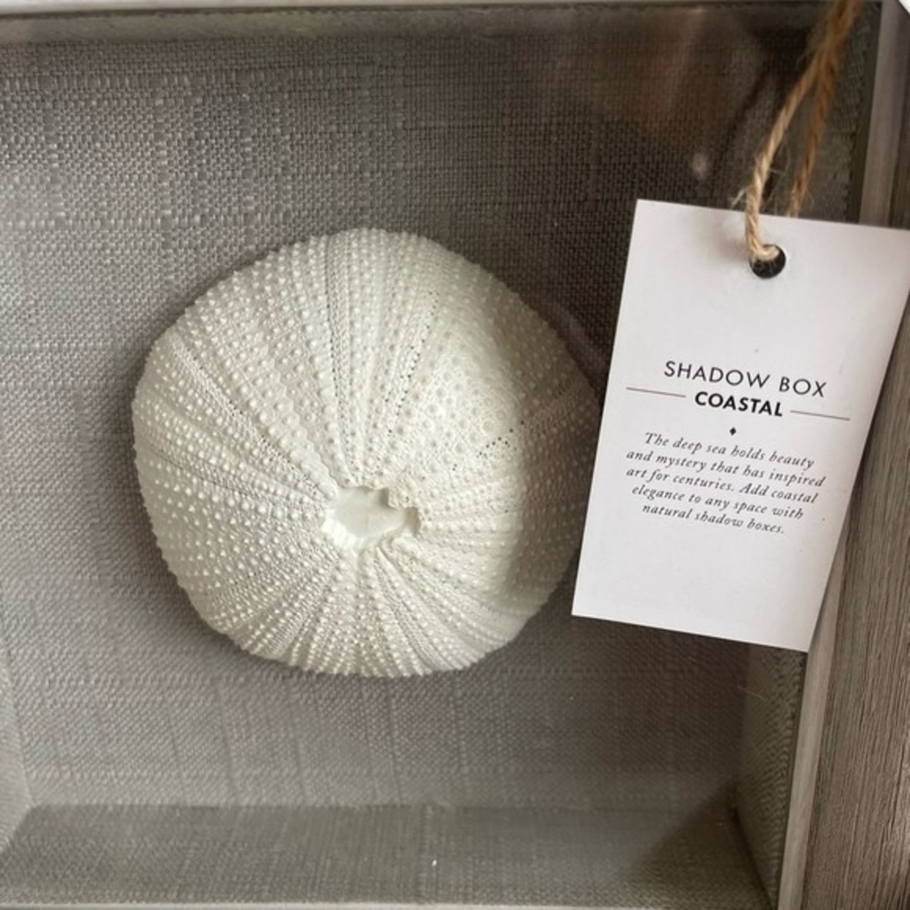 NEW Coastal Shadow Box 9" Sea Urchin Shell Wall Art Beach Nautical Decor White - Picture 5 of 6